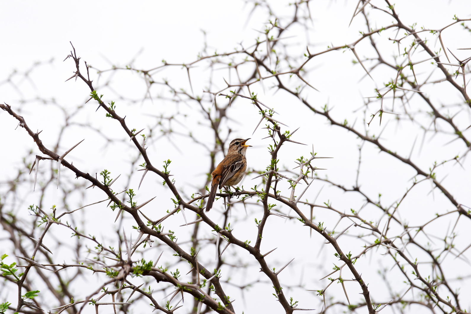 20161113 123612 Weissbrauenheckensänger